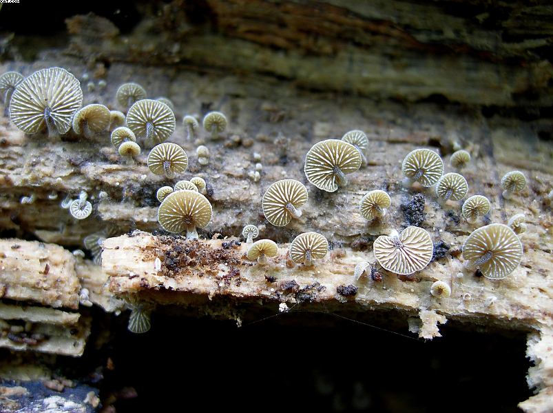 Simocybe haustellaris   ( Fr. )   Watling